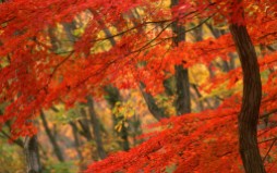 6982804-autumn-japan-tree